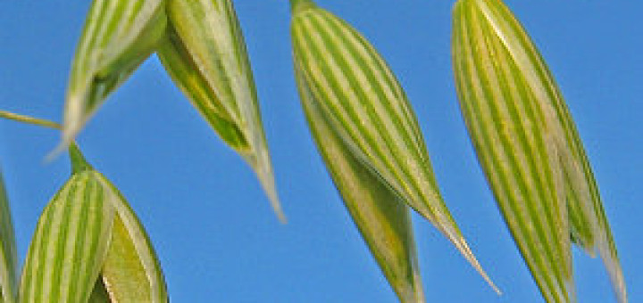 „Avena-sativa“ von Andreas Trepte - Eigenes Werk. Lizenziert unter CC BY-SA 2.5 über Wikimedia Commons - https://commons.wikimedia.org/wiki/File:Avena-sativa.jpg#/media/File:Avena-sativa.jpg